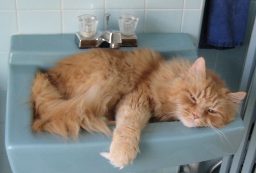 Amber the cat