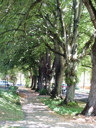 sidewalk-in-ladds-addition-2