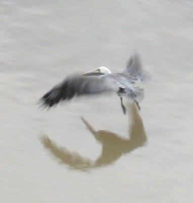 pelican