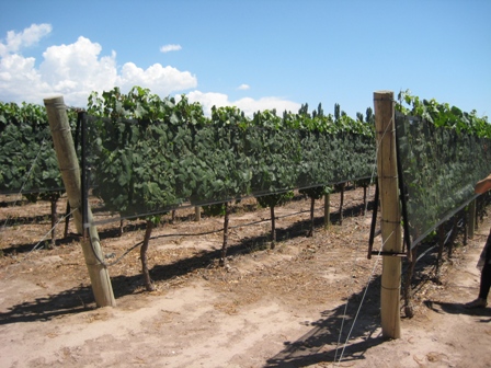 sm02 vines hail IMG_5459