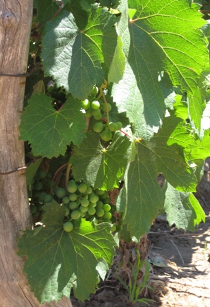 sm03 grapes IMG_5463