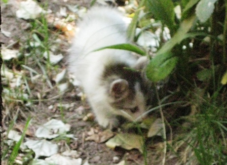 sm12 kitten IMG_5445