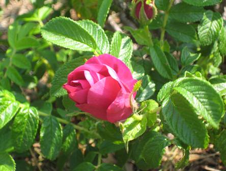 sm IMG_9126